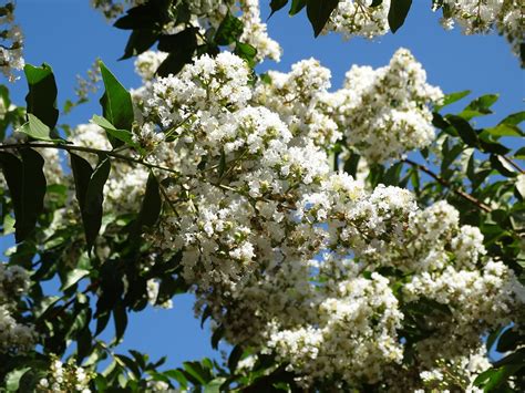 decorative tree with white flowers.